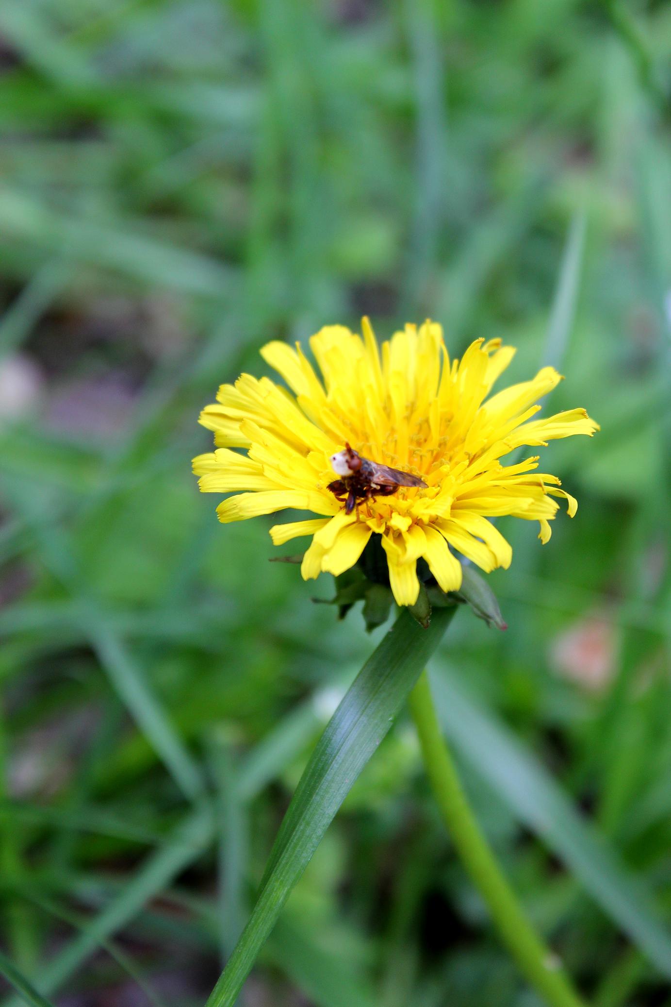 Identificazione Ditteri